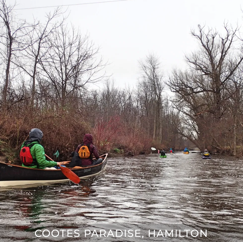 Cootes Paradise, Hamilton